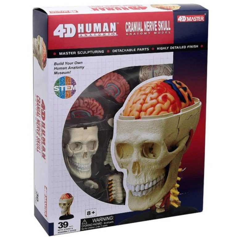 Modello anatomico cranio