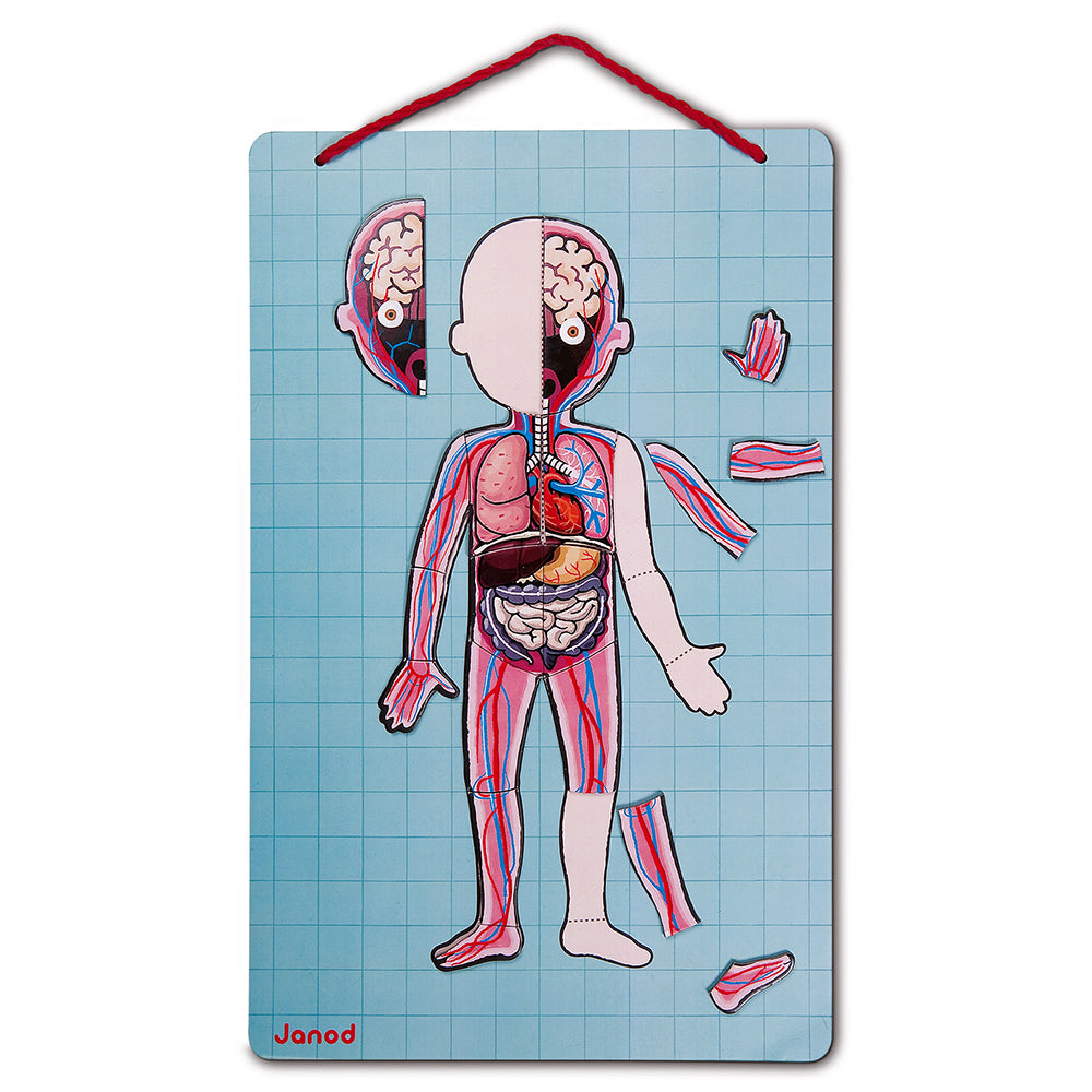Puzzle magnetico - “Bodymagnet” Corpo magnetico