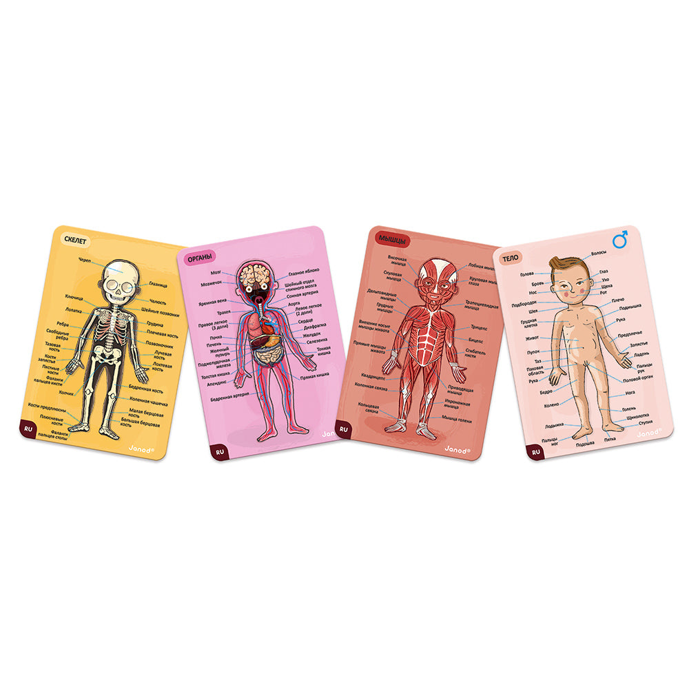 Puzzle magnetico - “Bodymagnet” Corpo magnetico