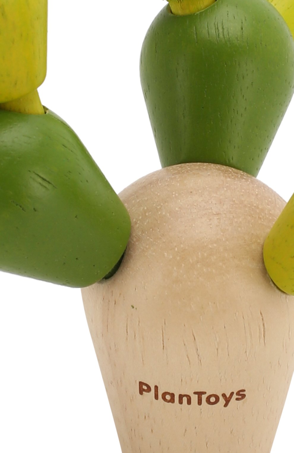 Cactus dell'equilibrio