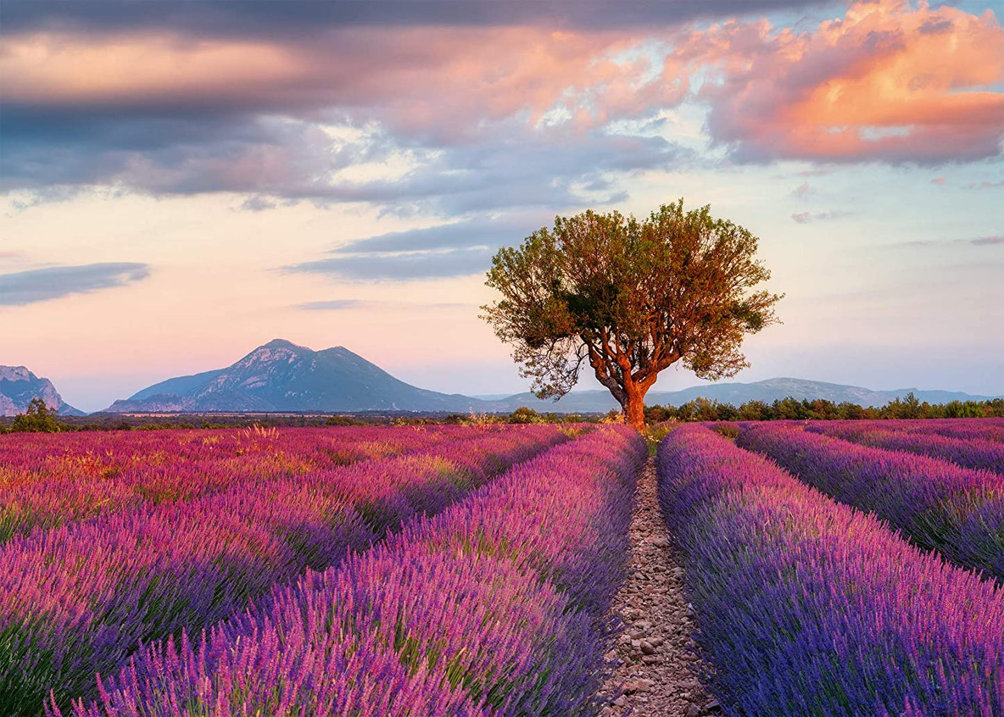 Puzzle Campi di lavanda Ravenburger