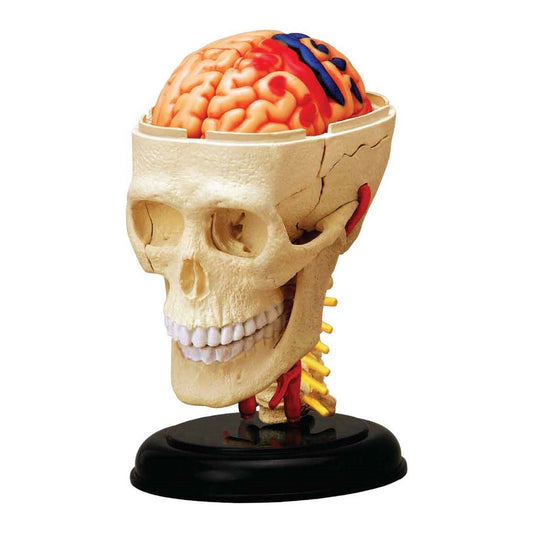 Modello anatomico cranio